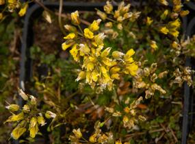 Chudina drsnoplodá - Draba lasiocarpa