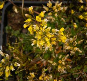 Chudina drsnoplodá - Draba lasiocarpa