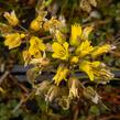 Chudina drsnoplodá - Draba lasiocarpa