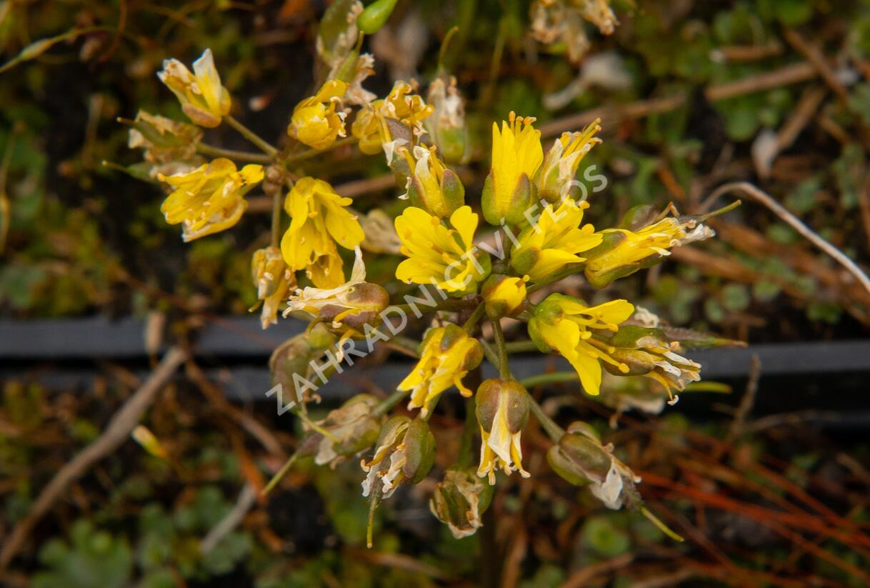 Chudina drsnoplodá - Draba lasiocarpa