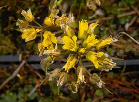 Chudina drsnoplodá - Draba lasiocarpa