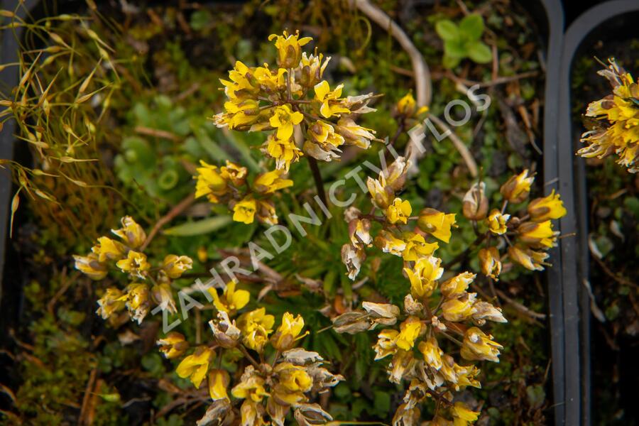 Chudina drsnoplodá - Draba lasiocarpa