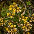 Chudina drsnoplodá - Draba lasiocarpa