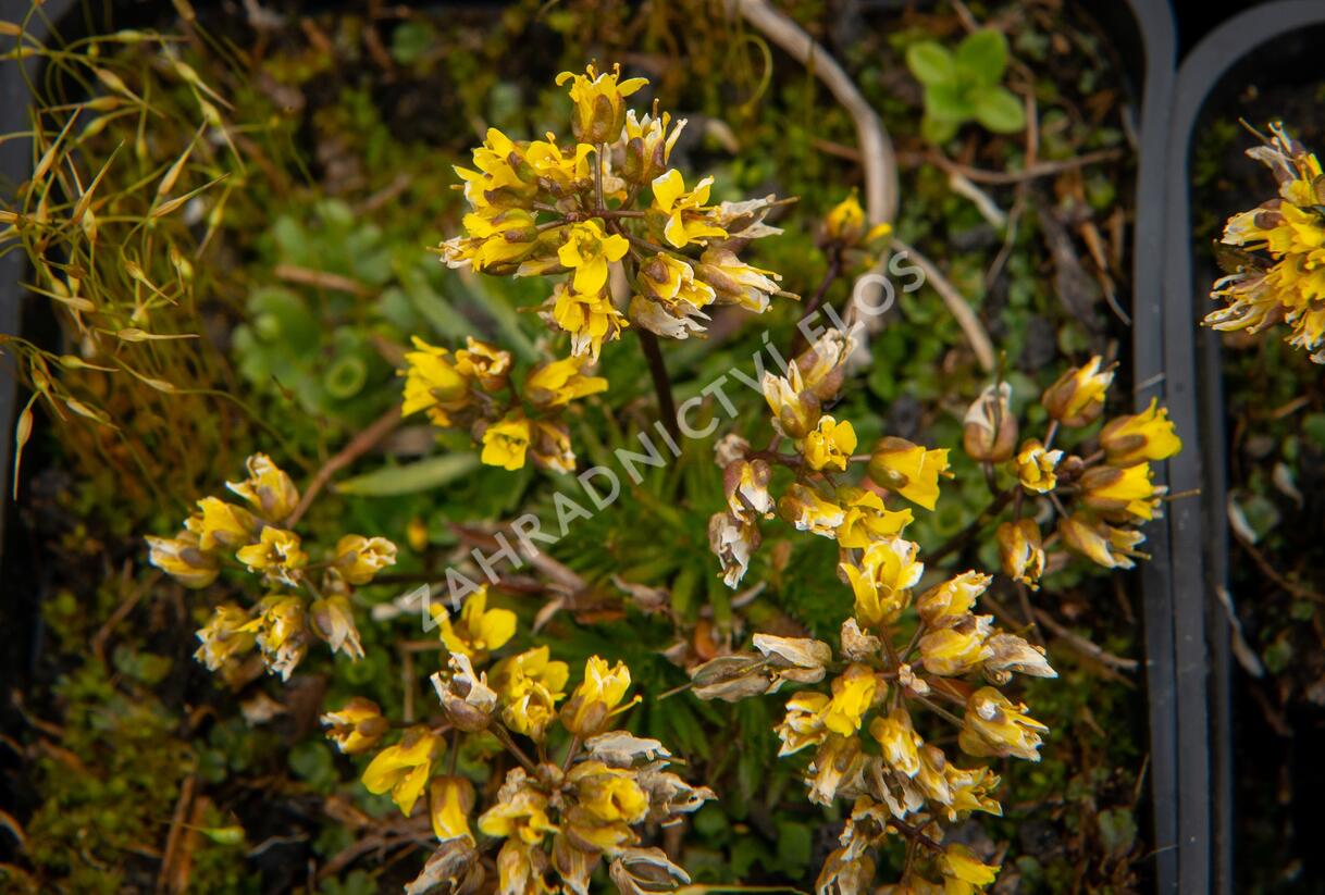 Chudina drsnoplodá - Draba lasiocarpa