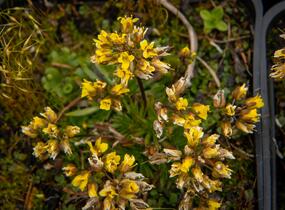 Chudina drsnoplodá - Draba lasiocarpa