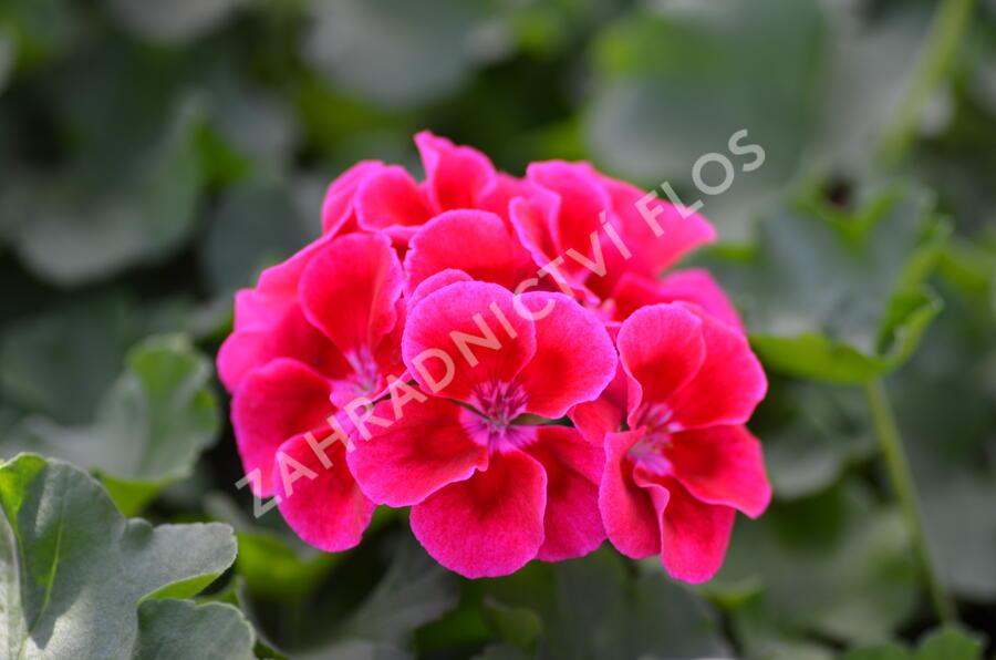 Muškát, pelargonie půdopokryvná plnokvětá 'Calliope Red Splash' - Pelargonium hybridum 'Calliope Red Splash'