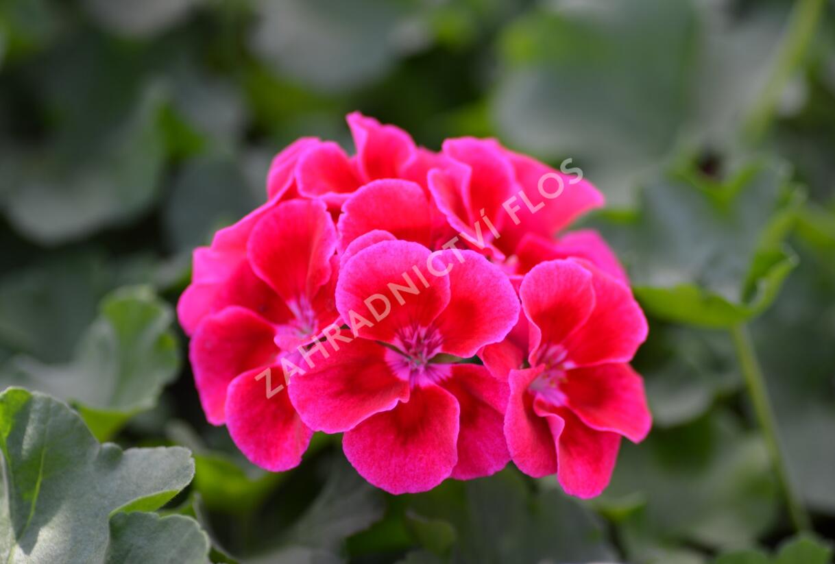 Muškát, pelargonie plnokvětá 'Calliope Red Splash' - Pelargonium hybridum 'Calliope Red Splash'