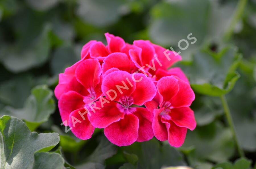 Muškát, pelargonie půdopokryvná plnokvětá 'Calliope Red Splash' - Pelargonium hybridum 'Calliope Red Splash'