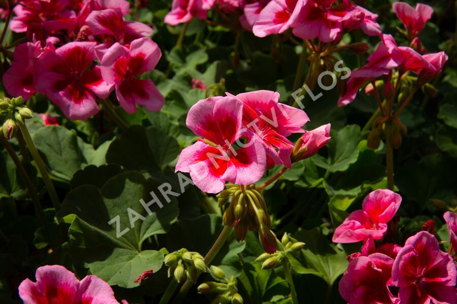 Muškát, pelargonie půdopokryvná plnokvětá 'Calliope Red Splash' - Pelargonium hybridum 'Calliope Red Splash'