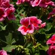 Muškát, pelargonie půdopokryvná plnokvětá 'Calliope Red Splash' - Pelargonium hybridum 'Calliope Red Splash'