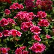 Muškát, pelargonie půdopokryvná plnokvětá 'Calliope Red Splash' - Pelargonium hybridum 'Calliope Red Splash'