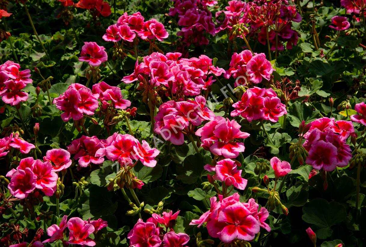 Muškát, pelargonie plnokvětá 'Calliope Red Splash' - Pelargonium hybridum 'Calliope Red Splash'