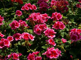 Muškát, pelargonie plnokvětá 'Calliope Red Splash' - Pelargonium hybridum 'Calliope Red Splash'