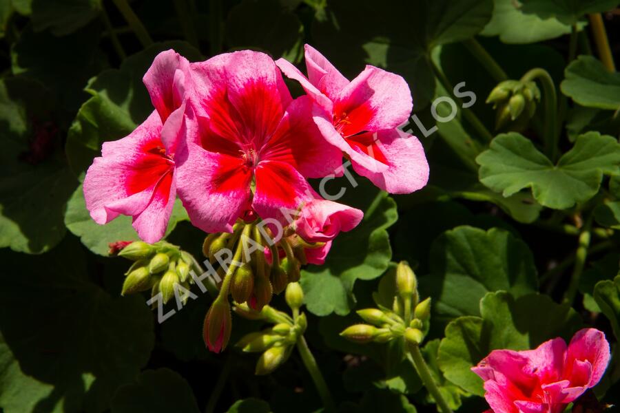 Muškát, pelargonie půdopokryvná plnokvětá 'Calliope Red Splash' - Pelargonium hybridum 'Calliope Red Splash'