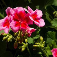 Muškát, pelargonie půdopokryvná plnokvětá 'Calliope Red Splash' - Pelargonium hybridum 'Calliope Red Splash'