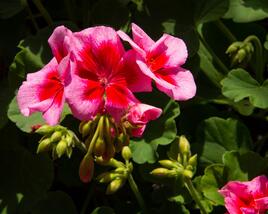 Muškát, pelargonie plnokvětá 'Calliope Red Splash'