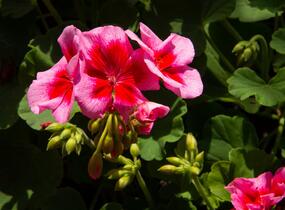 Muškát, pelargonie plnokvětá 'Calliope Red Splash' - Pelargonium hybridum 'Calliope Red Splash'