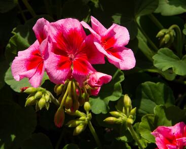 Muškát, pelargonie plnokvětá 'Calliope Red Splash'