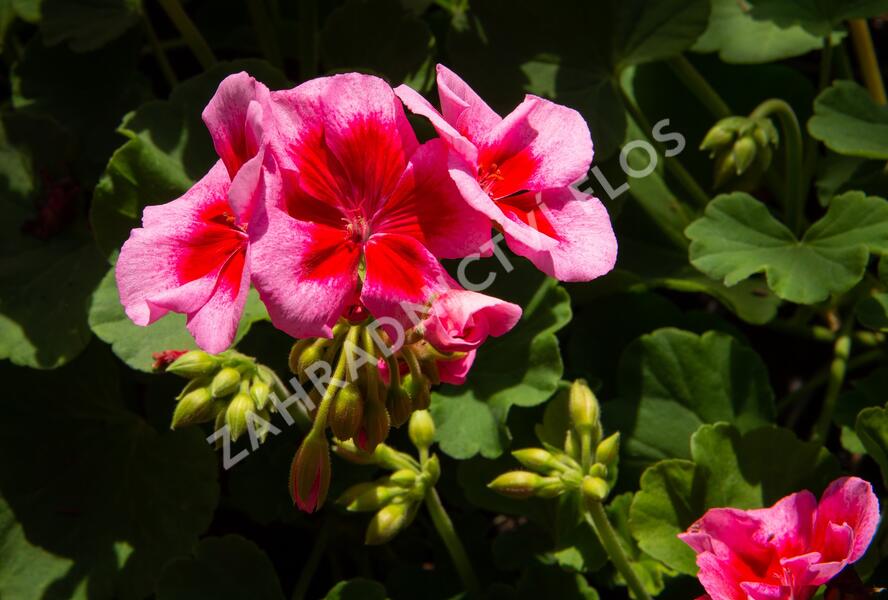Muškát, pelargonie plnokvětá 'Calliope Red Splash' - Pelargonium hybridum 'Calliope Red Splash'