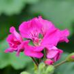 Muškát, pelargonie půdopokryvná plnokvětá 'Calliope Lavender Rose' - Pelargonium hybridum 'Calliope Lavender Rose'