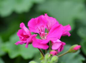 Muškát, pelargonie plnokvětá 'Calliope Lavender Rose' - Pelargonium hybridum 'Calliope Lavender Rose'