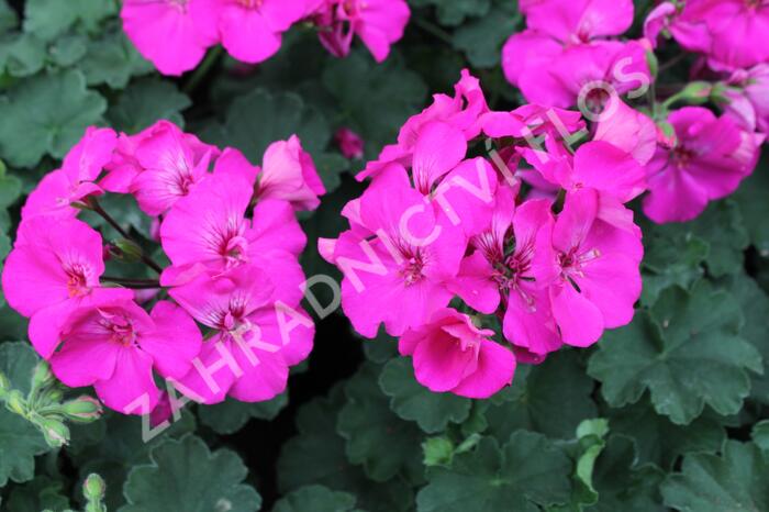 Muškát, pelargonie půdopokryvná plnokvětá 'Calliope Lavender Rose' - Pelargonium hybridum 'Calliope Lavender Rose'