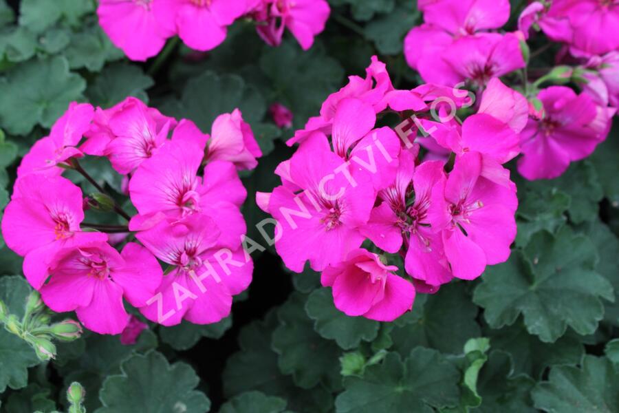 Muškát, pelargonie půdopokryvná plnokvětá 'Calliope Lavender Rose' - Pelargonium hybridum 'Calliope Lavender Rose'