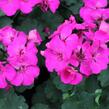 Muškát, pelargonie půdopokryvná plnokvětá 'Calliope Lavender Rose' - Pelargonium hybridum 'Calliope Lavender Rose'
