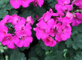 Muškát, pelargonie plnokvětá 'Calliope Lavender Rose' - Pelargonium hybridum 'Calliope Lavender Rose'
