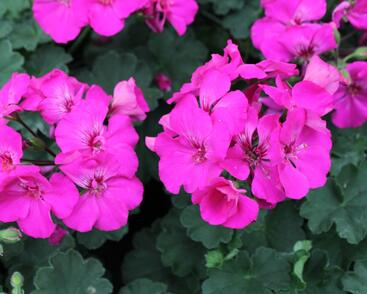 Muškát, pelargonie plnokvětá 'Calliope Lavender Rose'