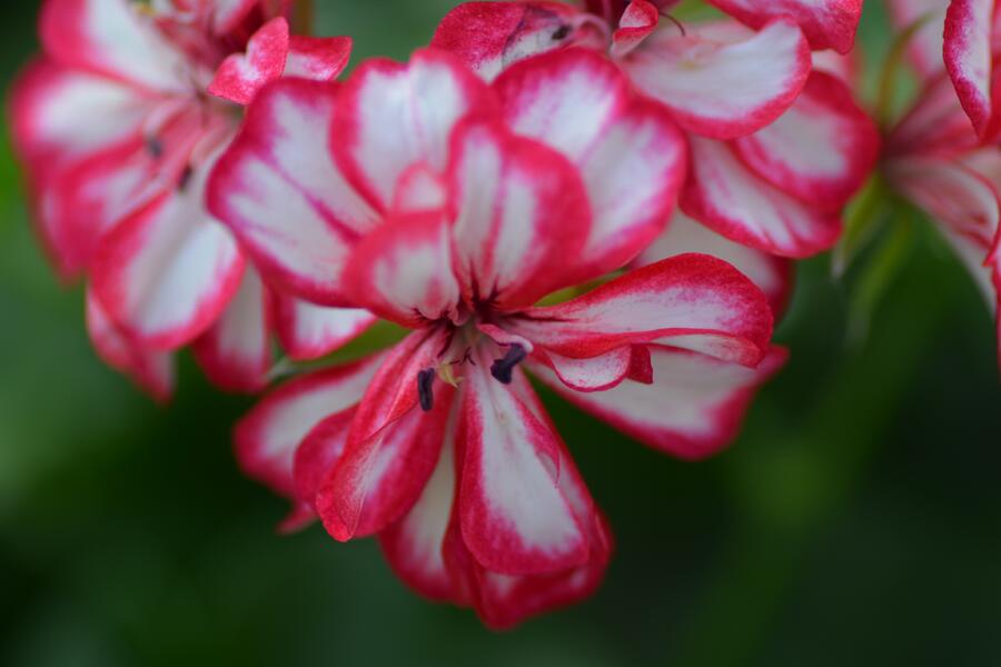 Muškát, pelargonie převislá plnokvětá 'Corriente Mexicanerin' - Pelargonium peltatum 'Corriente Mexicanerin'