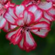 Muškát, pelargonie převislá plnokvětá 'Corriente Mexicanerin' - Pelargonium peltatum 'Corriente Mexicanerin'