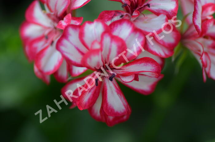 Muškát, pelargonie převislá plnokvětá 'Corriente Mexicanerin' - Pelargonium peltatum 'Corriente Mexicanerin'