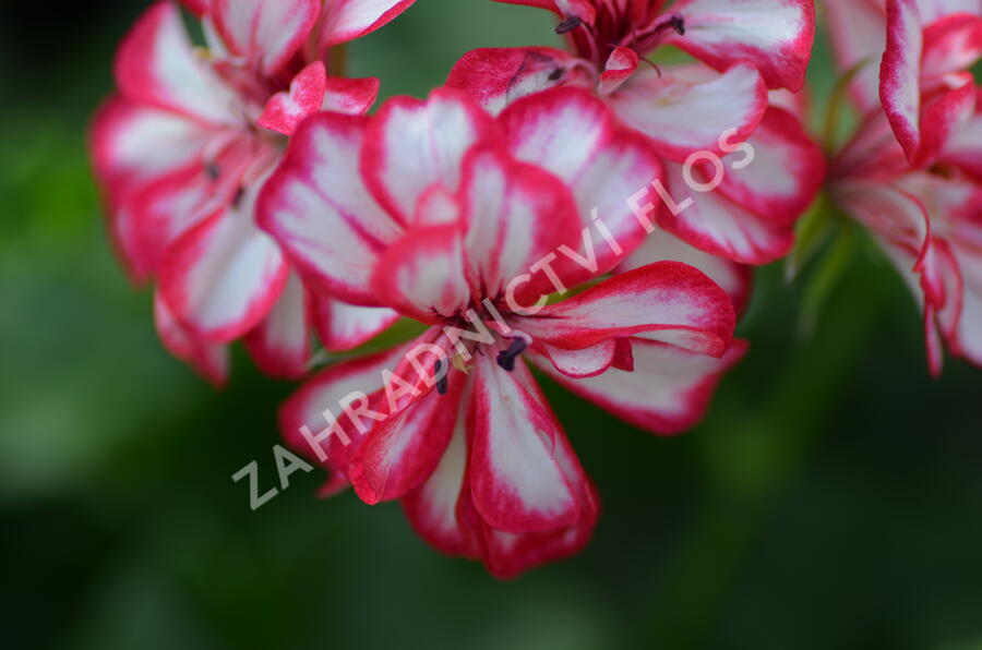 Muškát, pelargonie převislá plnokvětá 'Corriente Mexicanerin' - Pelargonium peltatum 'Corriente Mexicanerin'