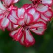 Muškát, pelargonie převislá plnokvětá 'Corriente Mexicanerin' - Pelargonium peltatum 'Corriente Mexicanerin'