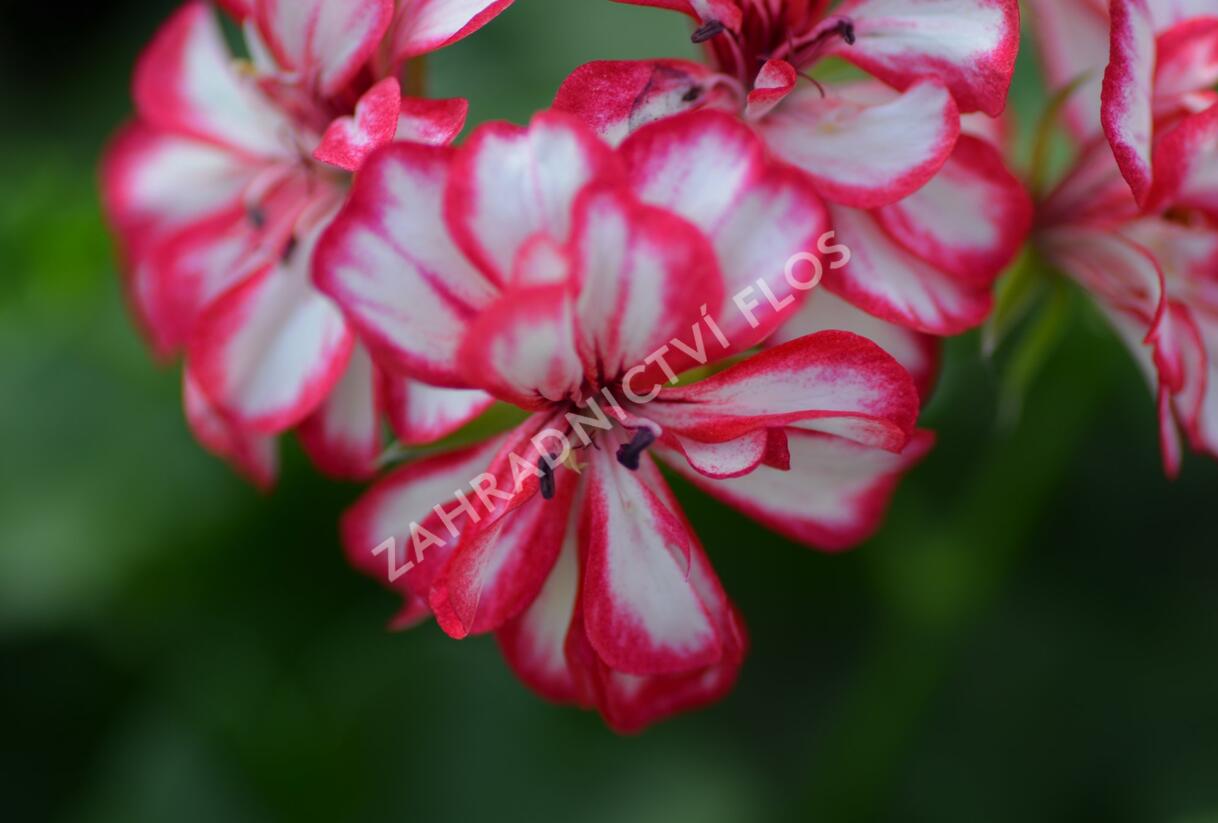 Muškát, pelargonie převislá plnokvětá 'Corriente Mexicanerin' - Pelargonium peltatum 'Corriente Mexicanerin'