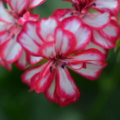 Muškát, pelargonie převislá plnokvětá 'Corriente Mexicanerin' - Pelargonium peltatum 'Corriente Mexicanerin'
