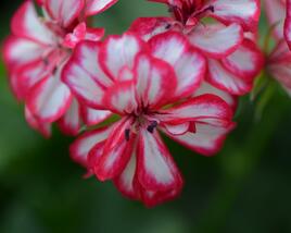 Muškát, pelargonie převislá plnokvětá 'Corriente Mexicanerin'