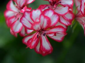 Muškát, pelargonie převislá plnokvětá 'Corriente Mexicanerin' - Pelargonium peltatum 'Corriente Mexicanerin'