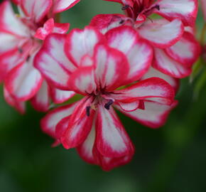 Muškát, pelargonie převislá plnokvětá 'Corriente Mexicanerin' - Pelargonium peltatum 'Corriente Mexicanerin'