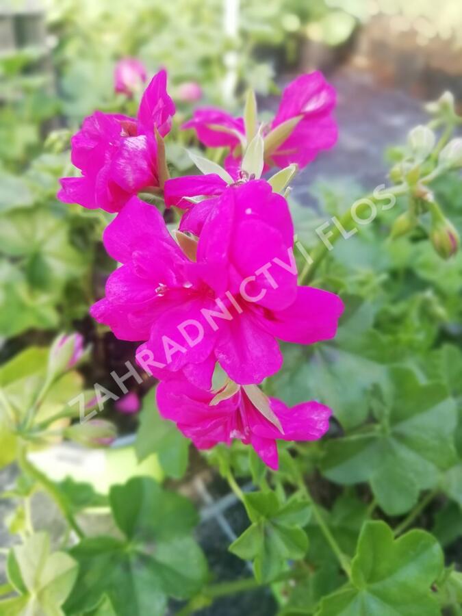 Muškát, pelargonie převislá plnokvětá 'Double Dark Pink' - Pelargonium peltatum 'Double Dark Pink'
