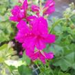 Muškát, pelargonie převislá plnokvětá 'Double Dark Pink' - Pelargonium peltatum 'Double Dark Pink'