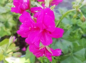 Muškát, pelargonie převislá plnokvětá 'Double Dark Pink' - Pelargonium peltatum 'Double Dark Pink'