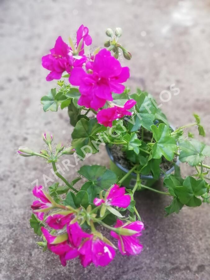 Muškát, pelargonie převislá plnokvětá 'Double Dark Pink' - Pelargonium peltatum 'Double Dark Pink'