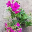 Muškát, pelargonie převislá plnokvětá 'Double Dark Pink' - Pelargonium peltatum 'Double Dark Pink'