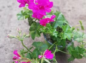 Muškát, pelargonie převislá plnokvětá 'Double Dark Pink' - Pelargonium peltatum 'Double Dark Pink'