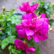 Muškát, pelargonie převislá plnokvětá 'Double Dark Pink' - Pelargonium peltatum 'Double Dark Pink'