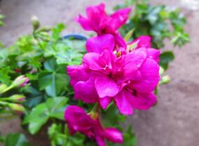 Muškát, pelargonie převislá plnokvětá 'Double Dark Pink' - Pelargonium peltatum 'Double Dark Pink'