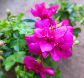 Muškát, pelargonie převislá plnokvětá 'Double Dark Pink' - Pelargonium peltatum 'Double Dark Pink'