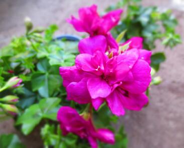 Muškát, pelargonie převislá plnokvětá 'Double Dark Pink'